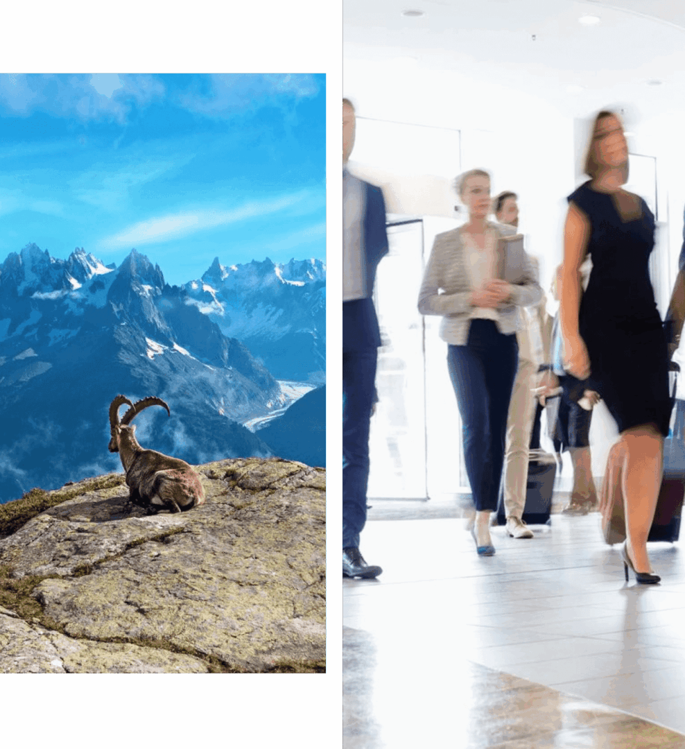 Mountain goat and businesspeople in motion.